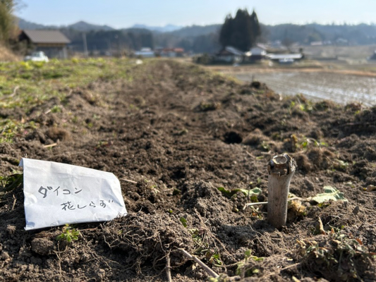 自然暦では
