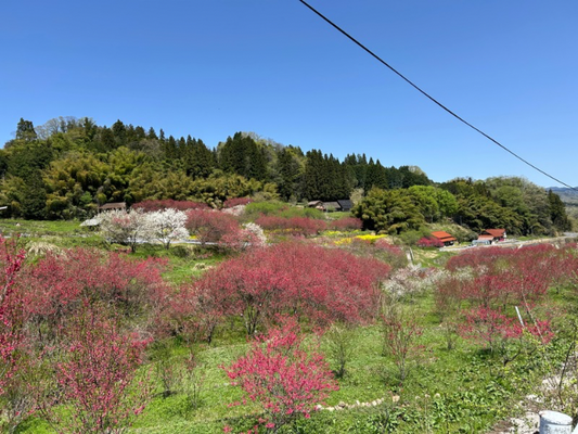 花桃まつり