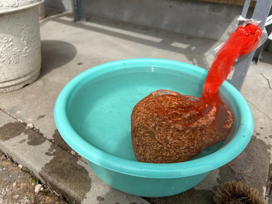 お米の浸水