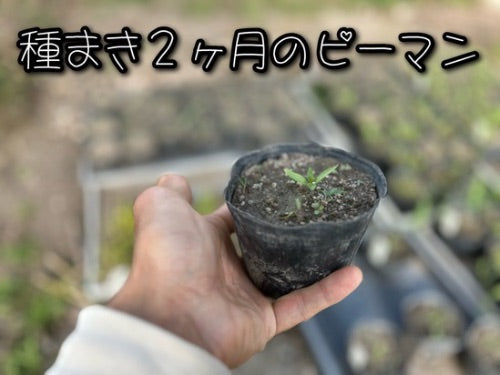 2024 小満