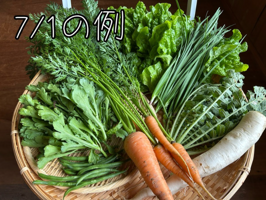 自然栽培野菜セット