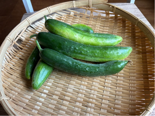 地這いきゅうり
